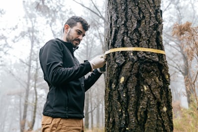 Tree trimming service Peoria AZ