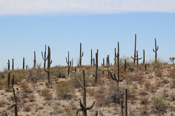 Beautiful Arizona landscape with desert plants