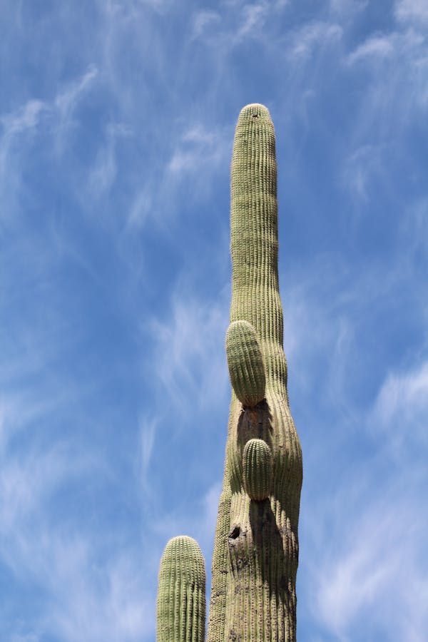 Majestic Saguaro cactus under the Arizona sky